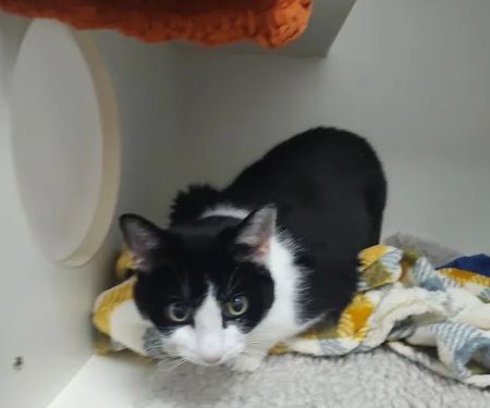 Vets4Pets Leicester Fosse Park