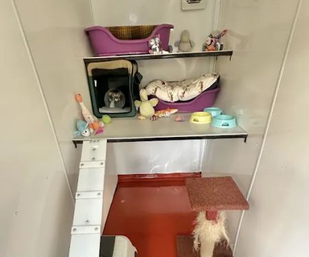 The Runtlings Cattery
