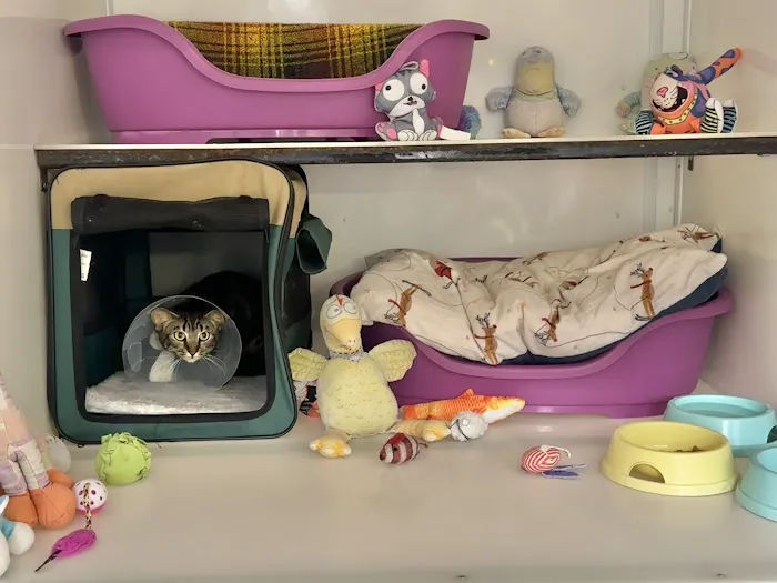 The Runtlings Cattery Picture 2