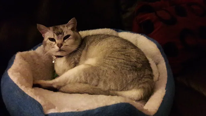 The Runtlings Cattery Picture 3