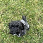 Palmer & Duncan Veterinary Surgeons