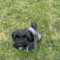 Palmer & Duncan Veterinary Surgeons ico