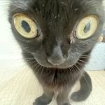 Medivet Oadby