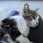 Vets for Pets Oadby