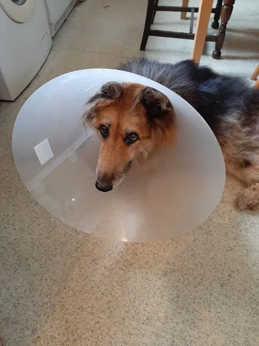Vets for Pets Oadby Picture 2