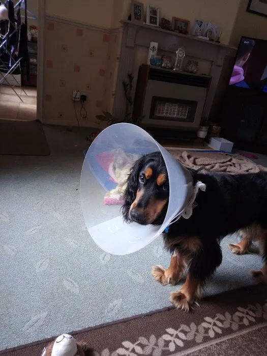 Vets for Pets Oadby Picture 5