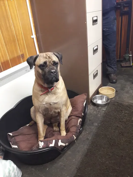 Vets for Pets Oadby Picture 8