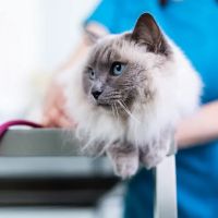 Bell Brown & Bentley Veterinary Surgeons ico