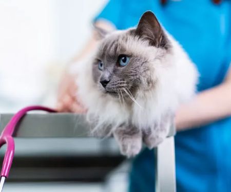 Bell Brown & Bentley Veterinary Surgeons