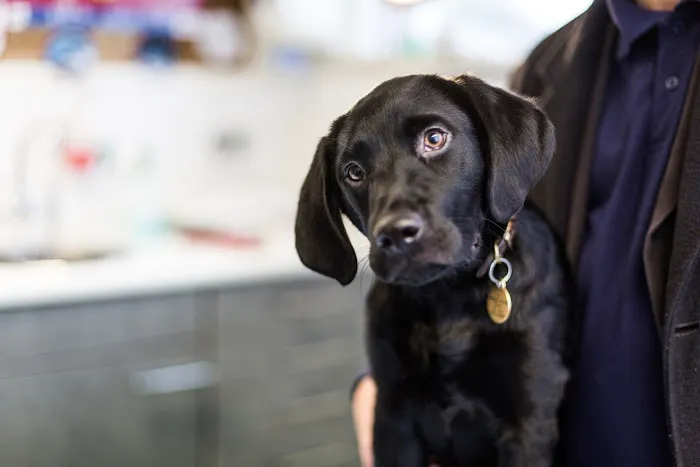 Bell Brown & Bentley Veterinary Surgeons Picture 6