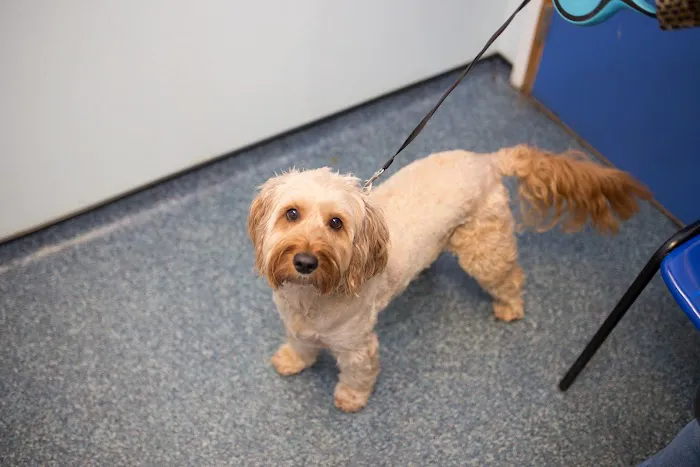Bell Brown & Bentley Veterinary Surgeons Picture 5