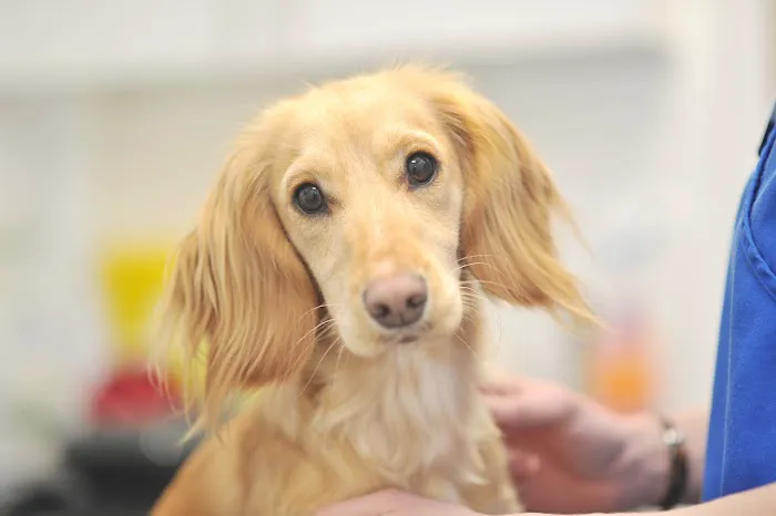 Bell Brown & Bentley Veterinary Surgeons Picture 9