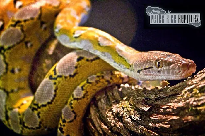 Peter Rice Reptiles Picture 1