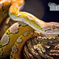 Peter Rice Reptiles ico