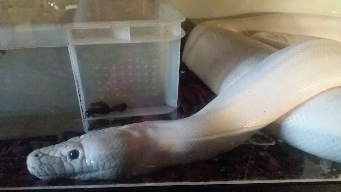 Peter Rice Reptiles Picture 4