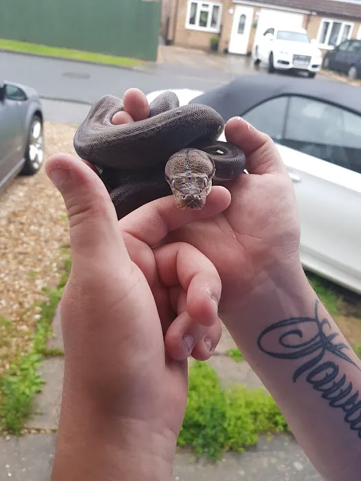 Peter Rice Reptiles Picture 5