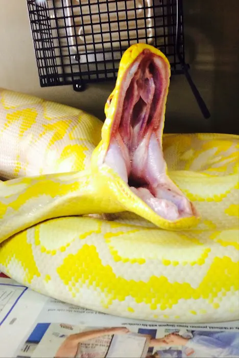 Peter Rice Reptiles Picture 2