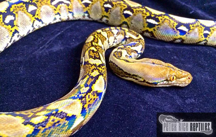 Peter Rice Reptiles Picture 3