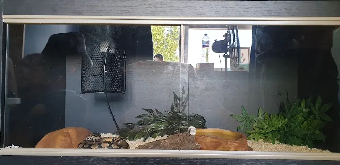 Peter Rice Reptiles Picture 6