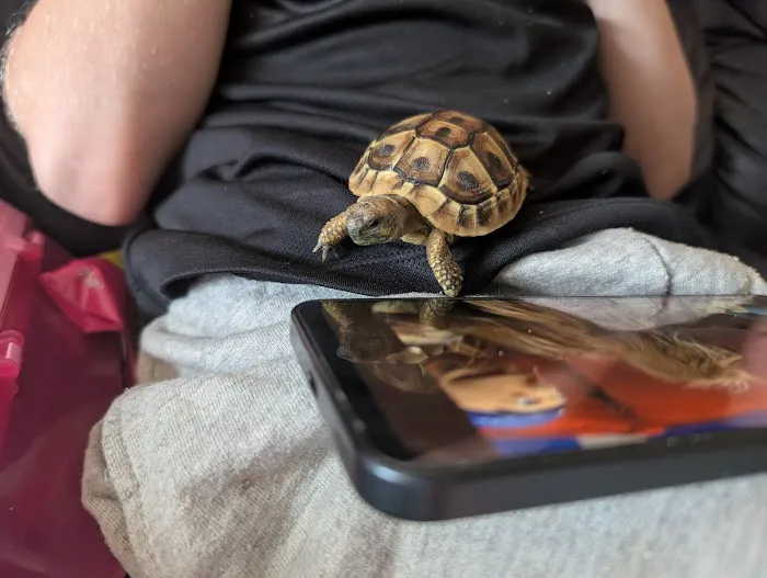 Peter Rice Reptiles Picture 7