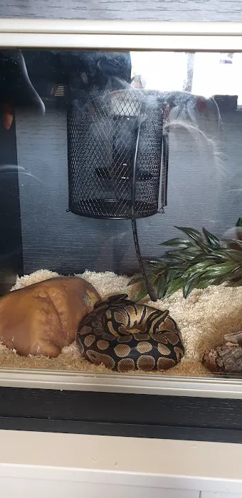 Peter Rice Reptiles Picture 8