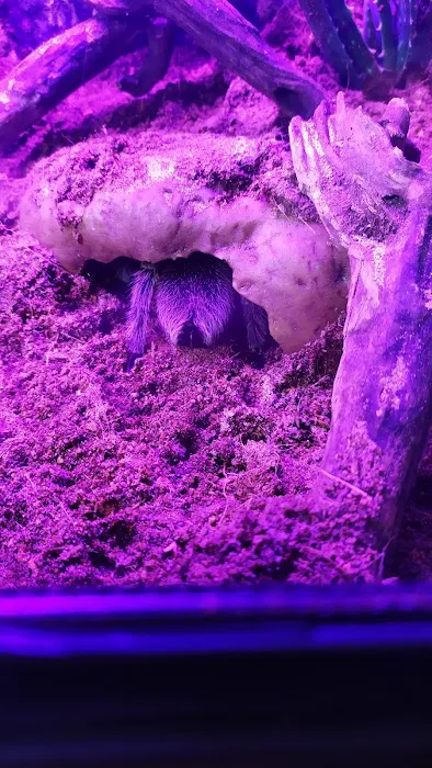 Peter Rice Reptiles Picture 9