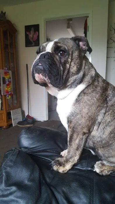 English Bulldogs Picture 3