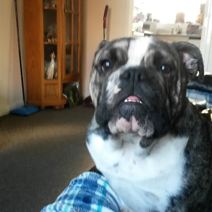 English Bulldogs Picture 6