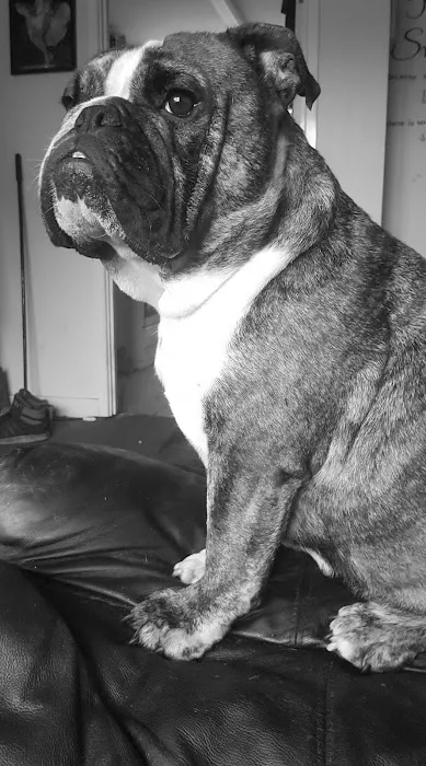 English Bulldogs Picture 2