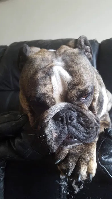 English Bulldogs Picture 4