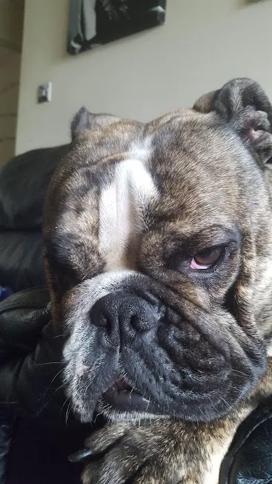 English Bulldogs Picture 5