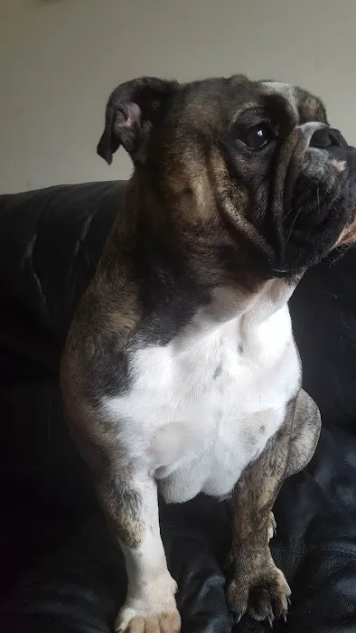 English Bulldogs Picture 7