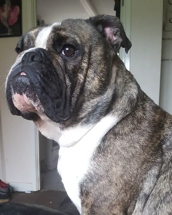 English Bulldogs Picture 8