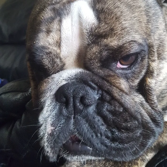 English Bulldogs Picture 9