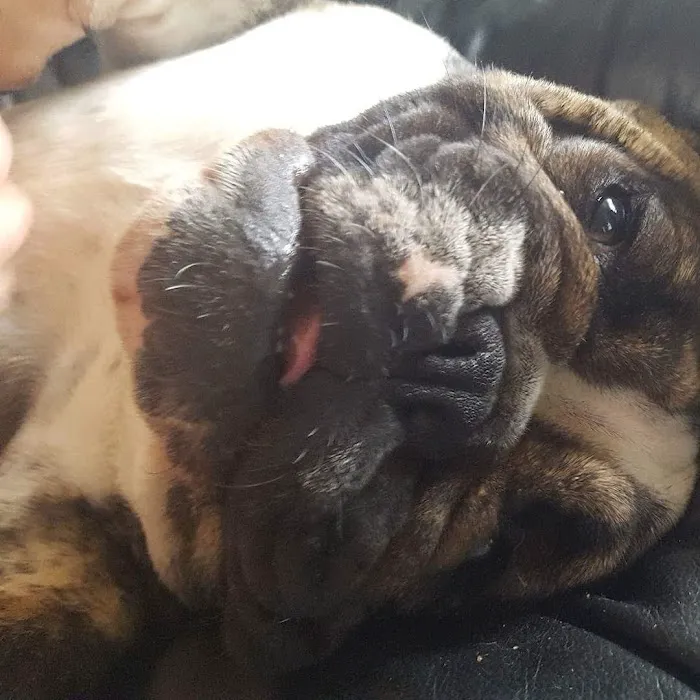 English Bulldogs Picture 10