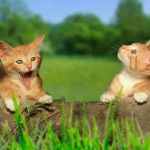 Meadow Farm Cattery
