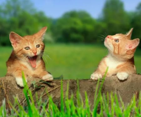 Meadow Farm Cattery