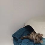 The Glade Cattery