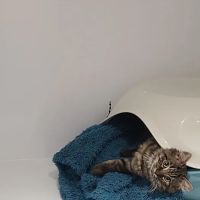 The Glade Cattery ico