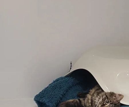 The Glade Cattery