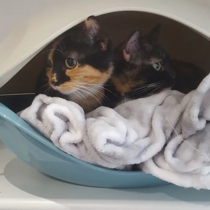 The Glade Cattery Picture 2