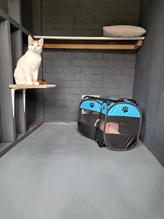 The Glade Cattery Picture 4