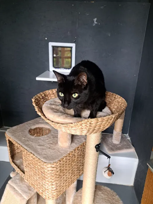 The Glade Cattery Picture 5