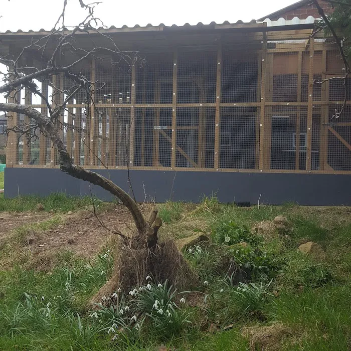 The Glade Cattery Picture 10