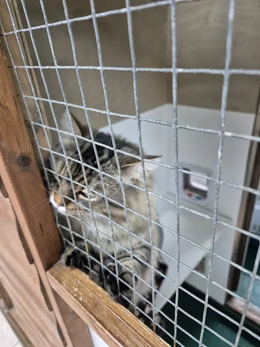Storrs House Boarding Cattery Picture 7