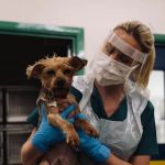 Grove Vets, Randalstown