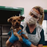 Grove Vets, Randalstown ico
