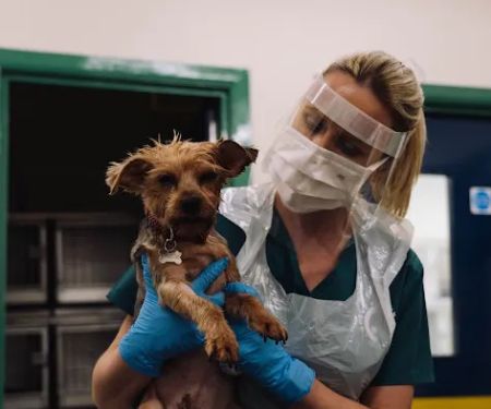 Grove Vets, Randalstown