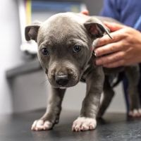 Fenaghy Veterinary Clinic ico