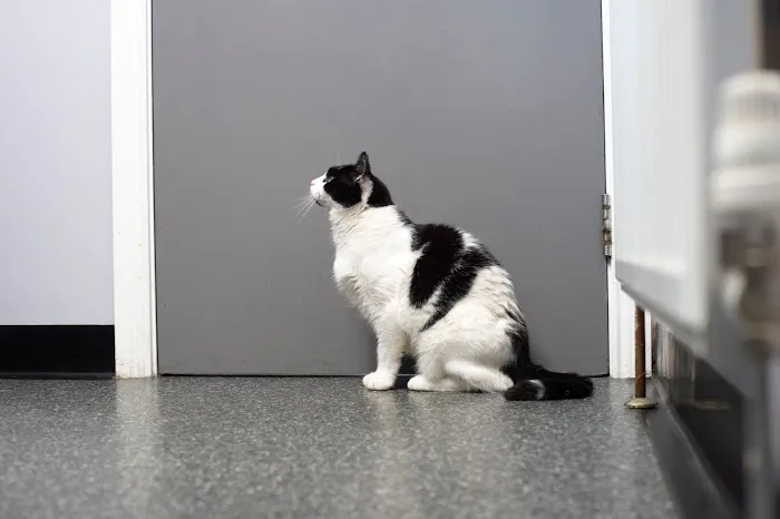 Fenaghy Veterinary Clinic Picture 8